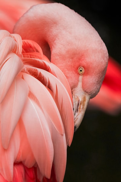Flamant rose